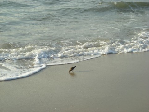 dscn1374 dscn1374
