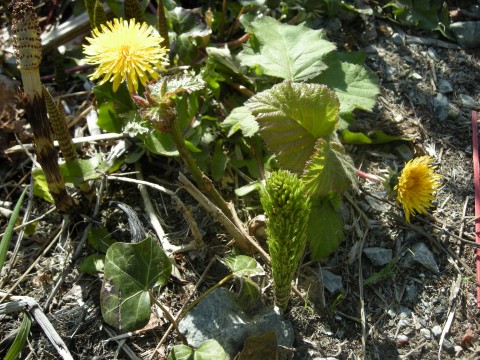 Northwest Invasives. Horsetail, Dandelion, Ivy, Himalayan Blackberry