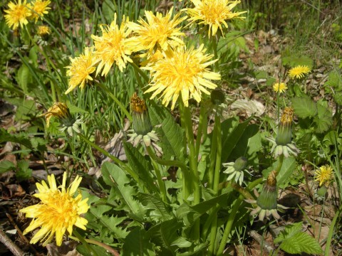 Magnuson Park Dandelions, Seattle, April 2009